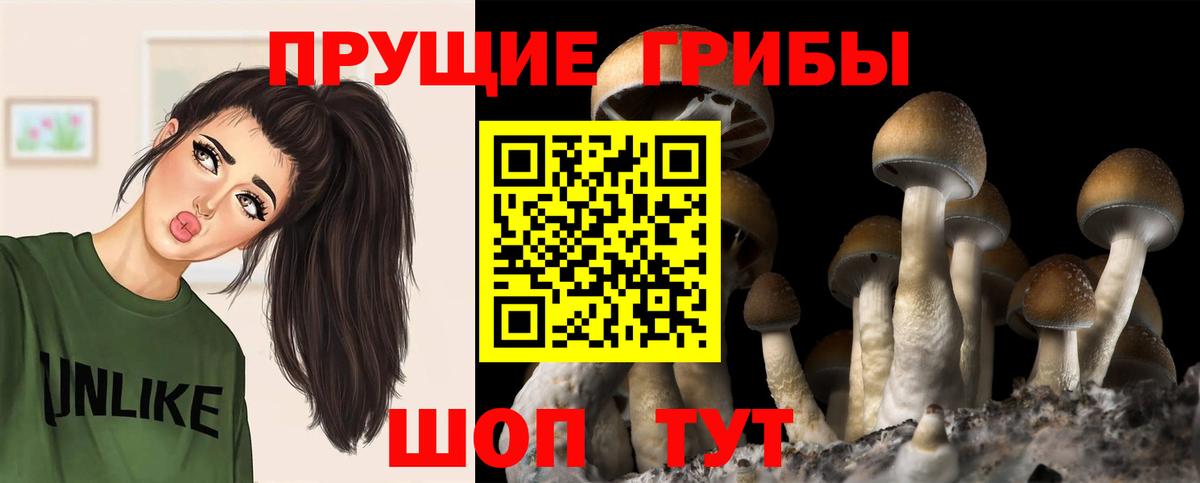 Александров  Псилоцибиновые грибы Cubensis  Вход с VPN 